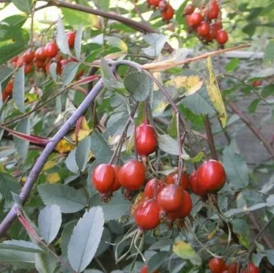 Саженцы роз сизая — описание сорта Саженцы роз сизая в Смоленске