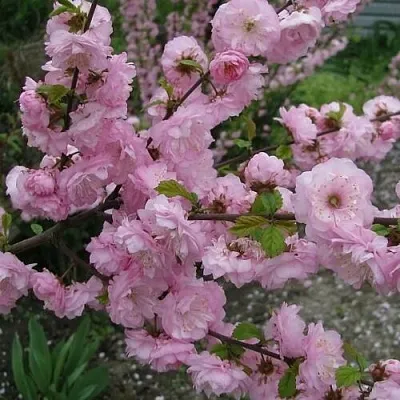 Миндаль ТРЁХЛОПАСТНЫЙ (луизеания) в Смоленске