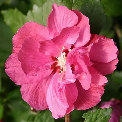 Гибискус ДЮК ДЕ БРАБАНТ сирийский  в Смоленске