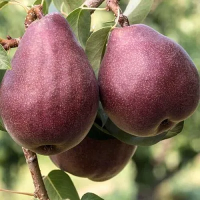 Груша БУРАКОВКА в Смоленске