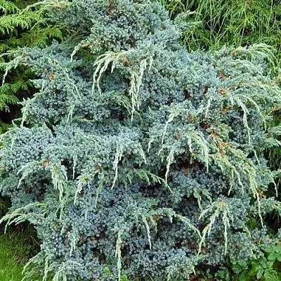 Можжевельник БЛЮ АЛЬПС китайский  Можжевельник БЛЮ АЛЬПС китайский в Смоленске