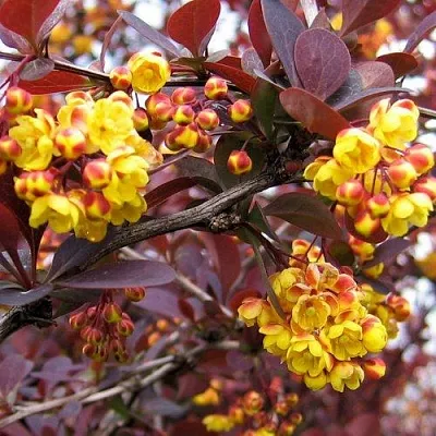 Барбарис СУПЕРБА оттавский   Барбарис СУПЕРБА оттавский  в Смоленске