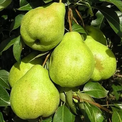 Груша АВГУСТОВСКАЯ РОСА в Смоленске