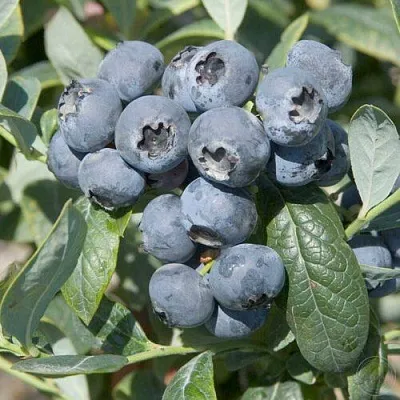 Голубика БРИГИТТА  Голубика БРИГИТТА в Смоленске