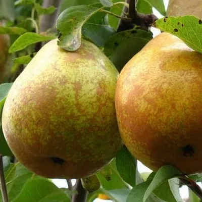 Груша БЕЛОРУСКА в Смоленске