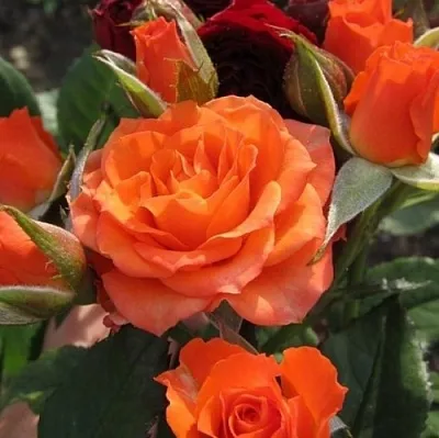 Саженцы роз АЛЕГРИЯ спрей  Саженцы роз АЛЕГРИЯ спрей в Смоленске