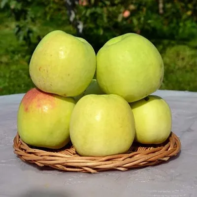 Яблоня БИРСКОЕ ГРУШЕВОЕ (БИЧИК)  Яблоня БИРСКОЕ ГРУШЕВОЕ (БИЧИК) в Смоленске