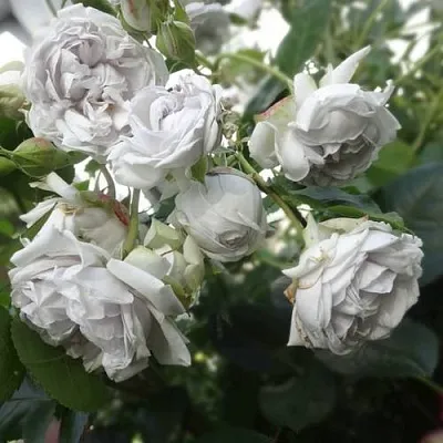 Саженцы роз ГРИЗЕЛИС шраб  Саженцы роз ГРИЗЕЛИС шраб в Смоленске