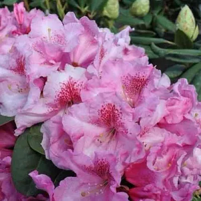 Рододендрон КЛАУДИУС  Рододендрон КЛАУДИУС в Смоленске