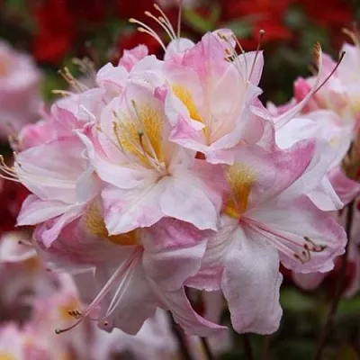 Азалия САТОМИ японская  Азалия САТОМИ японская в Смоленске