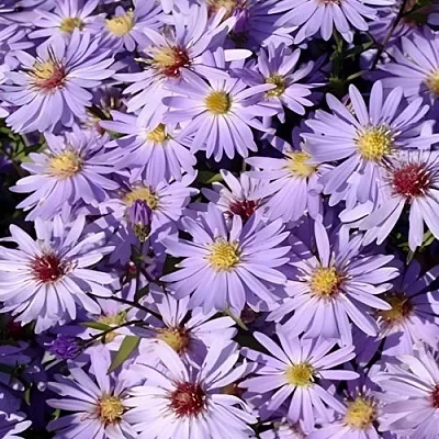 Астра БЛЮ ХЕВЕН сердцелистная  Астра БЛЮ ХЕВЕН сердцелистная в Смоленске