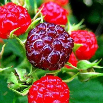 Княженика в Смоленске