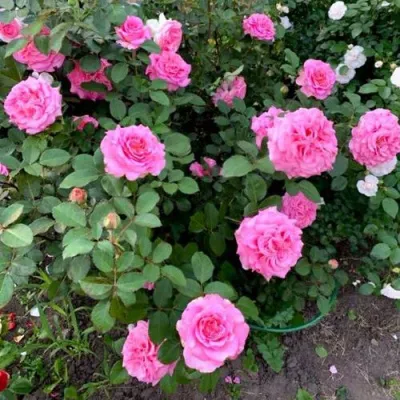 Саженцы роз ЭШЛИ чайно-гибридная — описание сорта Саженцы роз ЭШЛИ чайно-гибридная в Смоленске