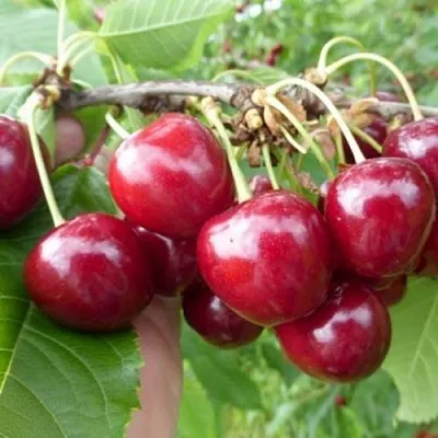 Вишня КОЛОННОВИДНАЯ  Вишня КОЛОННОВИДНАЯ в Смоленске