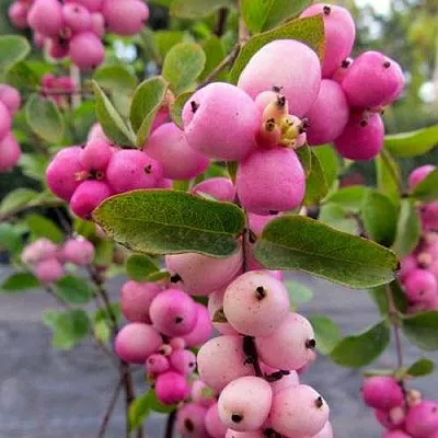 Снежноягодник ФИЕСТА БЕРРИ доренбоза  Снежноягодник ФИЕСТА БЕРРИ доренбоза в Смоленске