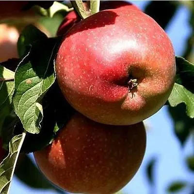 Яблоня АНТЕЙ КИЕВСКИЙ колонновидная  Яблоня АНТЕЙ КИЕВСКИЙ колонновидная в Смоленске