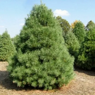 Сосна ВЕЙМУТОВА  Сосна ВЕЙМУТОВА в Смоленске