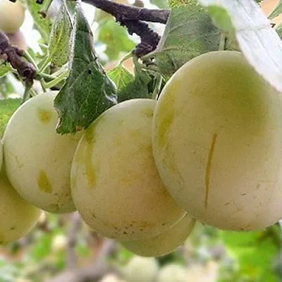 Слива УТРО  Слива УТРО в Смоленске