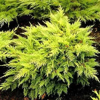 Можжевельник МОРДИГАН ГОЛД средний  Можжевельник МОРДИГАН ГОЛД средний в Смоленске