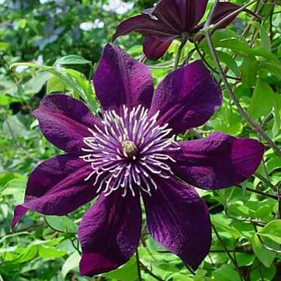 Клематис ПАНТЕР в Смоленске