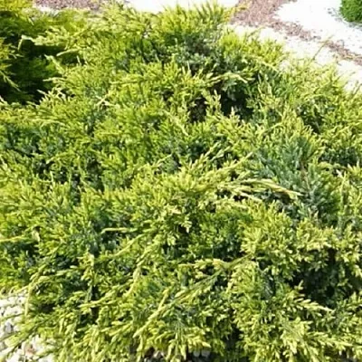 Можжевельник ГОЛД СТАР средний  Можжевельник ГОЛД СТАР средний в Смоленске