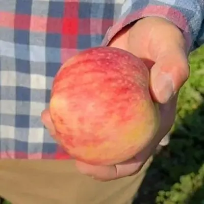 Яблоня ВАСЮГАН колонновидная в Смоленске