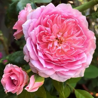 Саженцы роз ФРАНЦУЗСКОЕ ПЛАТЬЕ японская в Смоленске