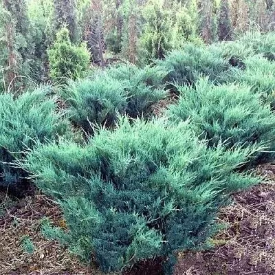 Можжевельник БЛЮ ДАНУБ казацкий  Можжевельник БЛЮ ДАНУБ казацкий в Смоленске