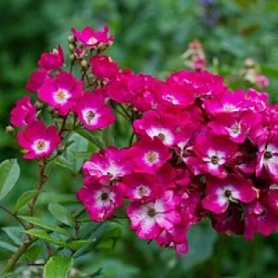 Саженцы роз МАРДЖОРИ ФЕЙР полиантовая  Саженцы роз МАРДЖОРИ ФЕЙР полиантовая в Смоленске