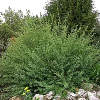 Ива НАНА  пурпурная  в Смоленске