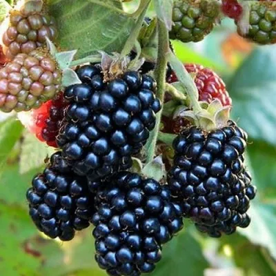 Ежевика ОУАЧИТА бесшипная — описание сорта Ежевика ОУАЧИТА бесшипная в Смоленске