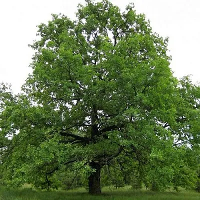 Дуб черешчатый   Дуб черешчатый  в Смоленске