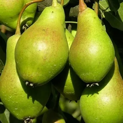 Груша АННУШКА  Груша АННУШКА в Смоленске