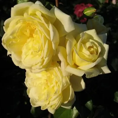 Саженцы роз КАЗИНО плетистая  Саженцы роз КАЗИНО плетистая в Смоленске