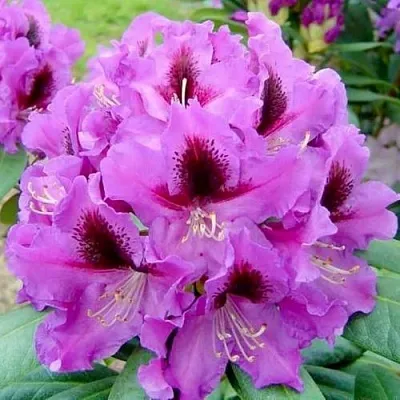 Рододендрон РАСПУТИН  Рододендрон РАСПУТИН в Смоленске