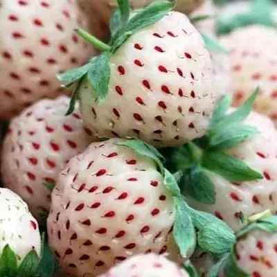 Клубника АНАНАСА ремонтантная в Смоленске