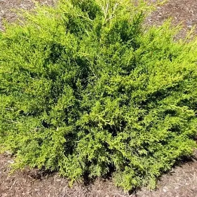 Можжевельник ИЗАБЕЛИН китайский  Можжевельник ИЗАБЕЛИН китайский в Смоленске