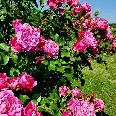 Саженцы роз ИНЕС САСТР плетистая  Саженцы роз ИНЕС САСТР плетистая в Смоленске