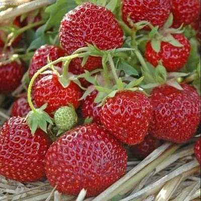 Клубника ЗЕНГА-ЗЕНГАНА в Смоленске