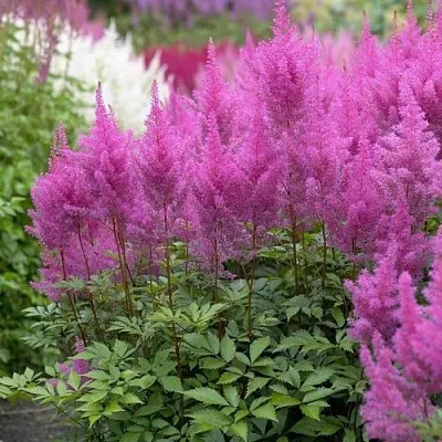 Астильба АМЕТИСТ Арендса  Астильба АМЕТИСТ Арендса в Смоленске