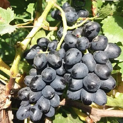 Виноград КИШМИШ АТТИКА в Смоленске