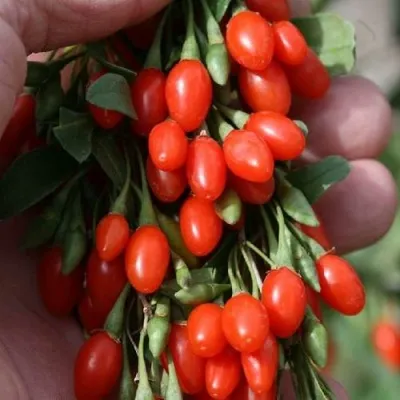 Годжи КОРЕАН БИГ — описание сорта Годжи КОРЕАН БИГ в Смоленске