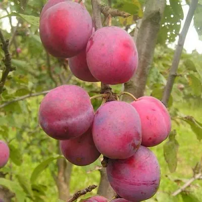 Слива ЭДИНБУРГСКАЯ  Слива ЭДИНБУРГСКАЯ в Смоленске