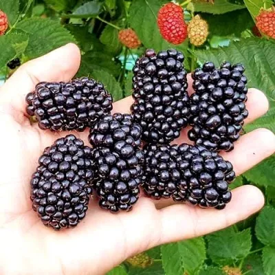 Ежевика ОУАЧИТА бесшипная — описание сорта Ежевика ОУАЧИТА бесшипная в Смоленске