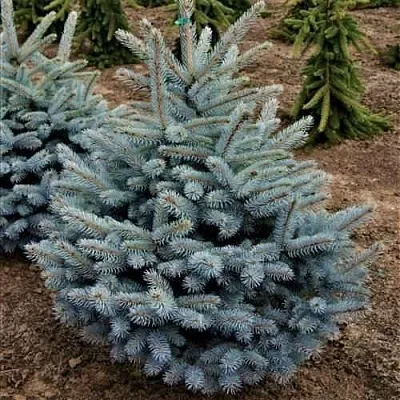 Ель МИСТИ БЛЮ голубая в Смоленске