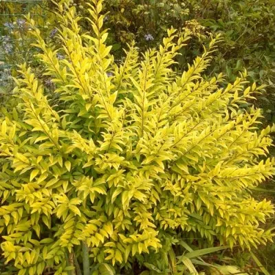 Бирючина АУРЕА обыкновенная — описание сорта Бирючина АУРЕА обыкновенная в Смоленске