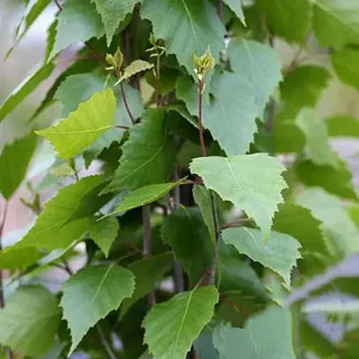 Береза ФАСТИГИАТА повислая  в Смоленске