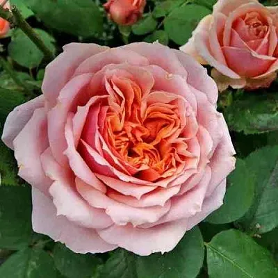 Саженцы роз ПОЛЬ БОКЮЗ шраб  Саженцы роз ПОЛЬ БОКЮЗ шраб в Смоленске