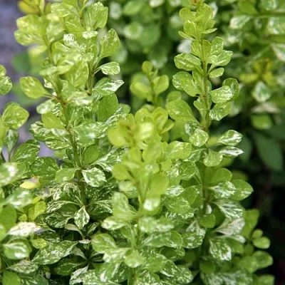 Барбарис ПАУ ВАУ тунберга  Барбарис ПАУ ВАУ тунберга в Смоленске