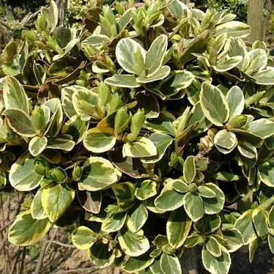 Бересклет КАНАДЕЙЛ ГОЛД   Бересклет КАНАДЕЙЛ ГОЛД  в Смоленске